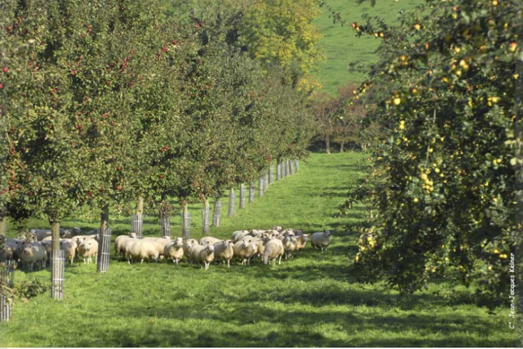 <b>L'ASSOCIATION FRANCAISE D'AGROFORESTERIE, l'innovation avec les arbres</b>