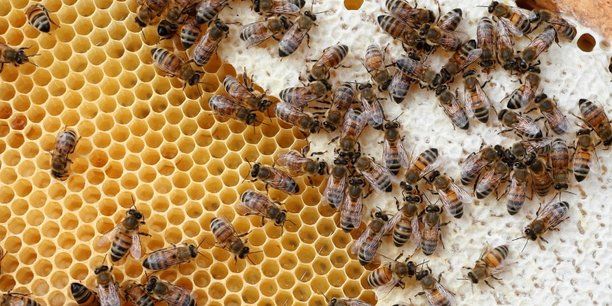<b>LES APICULTEURS ASSOCIES : Soutien du miel et des apiculteurs français</b>