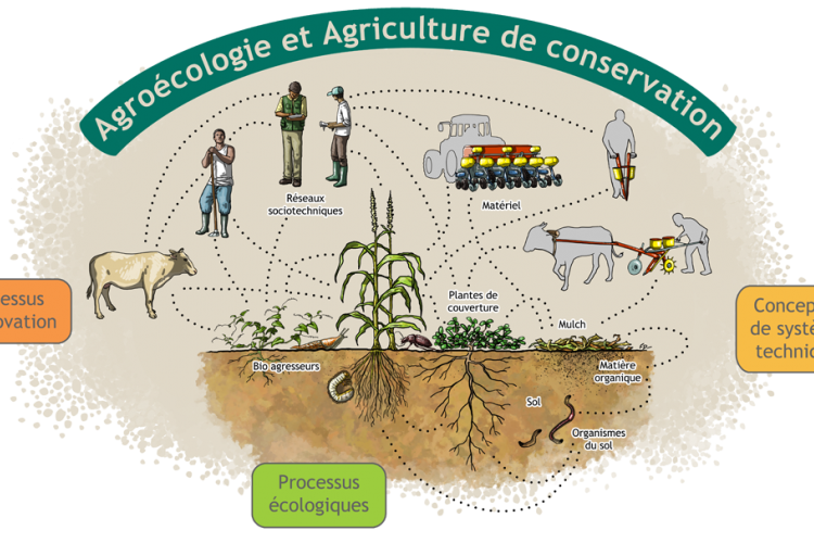 <b>BASE et l'agriculture de conservation</b>