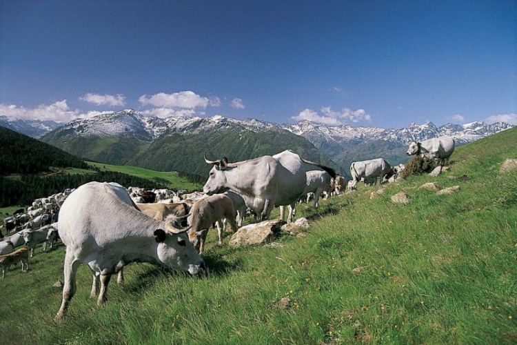 <b>MAISON LACUBE : L’agrotourisme au service d’une agriculture responsable</b>