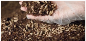 <b>INNOVAFEED, pour une indépendance protéique dans l’alimentation animale</b>