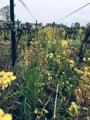 <b>PARMANTIER FRERE ET SŒUR,  un vignoble durable</b>