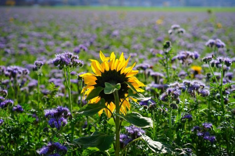 <b>REV3, des sols vivants pour les agriculteurs et la société</b>