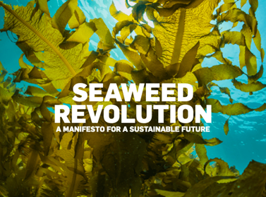 <b>SAFE SEAWEED COALITION, pour une valorisation du caractère durable de la filière algue</b>