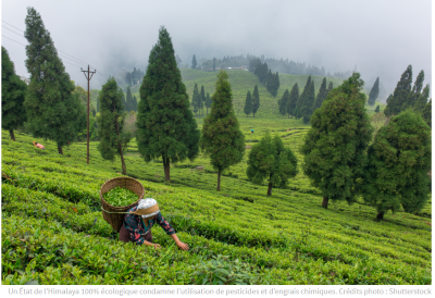 <b>SIKKIM en Inde, pour une agriculture 100 % biologique</b>